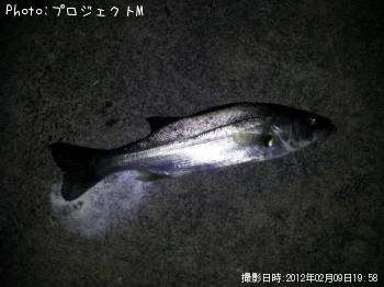 シーバス