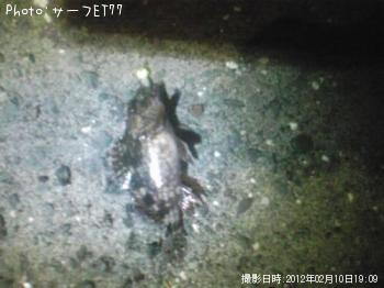 オニカサゴ？