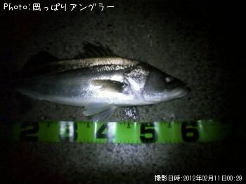 シーバス