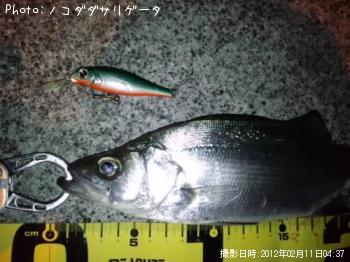 ヒラセイゴ