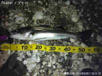 シーバス