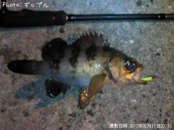メバル