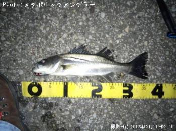 シーバス