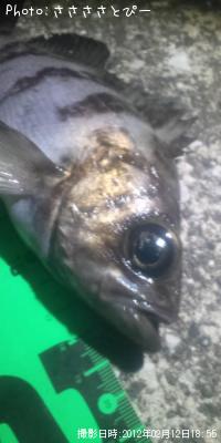 メバル