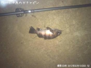 メバル