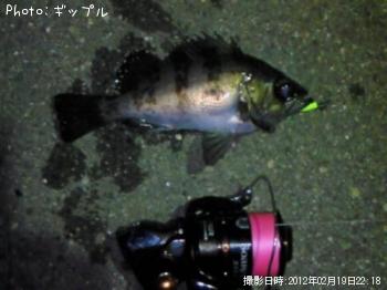メバル