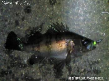 メバル