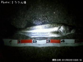 シーバス