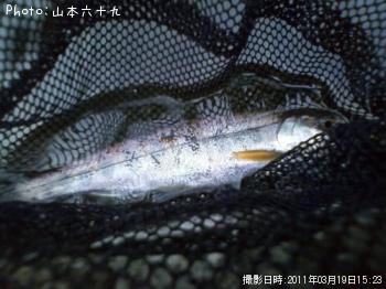 ヤマメ