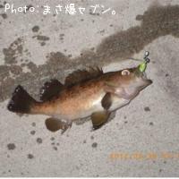 エゾメバル
