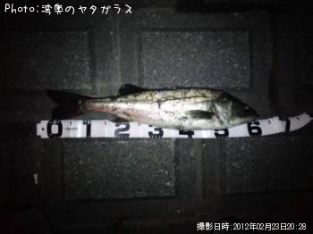 シーバス