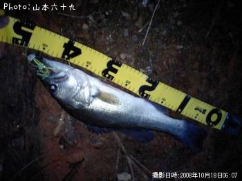ブラックバス