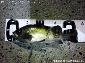 メバル
