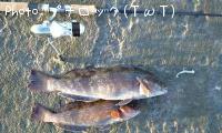 アイナメ