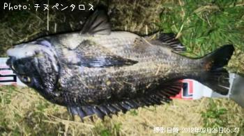 クロダイ