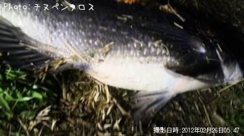 クロダイ