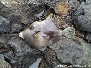 カワハギ