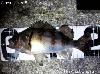 メバル