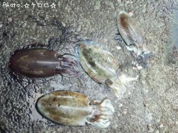 コウイカ