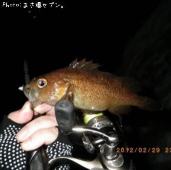 エゾメバル