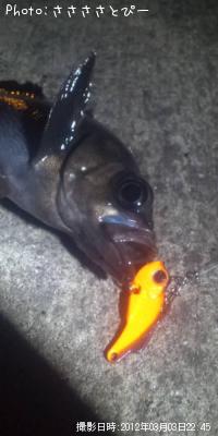 クリアメバル