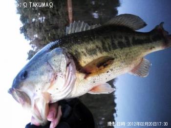 ブラックバス