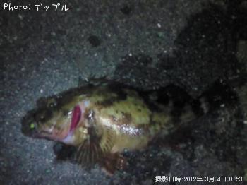 カサゴ