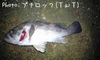ソイ