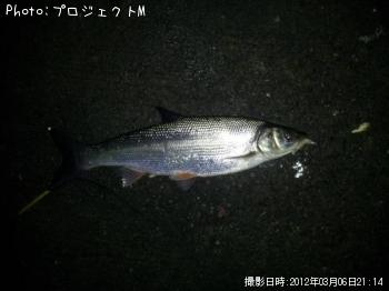 ޥ륿
