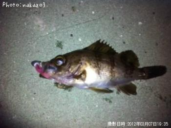 子メバル