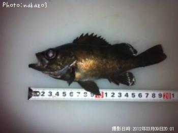 メバル