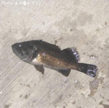 クロソイ