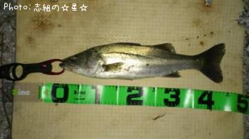 シーバス
