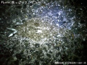 ソゲ