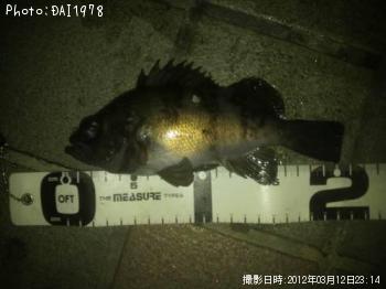 メバル