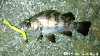 癒しメバル