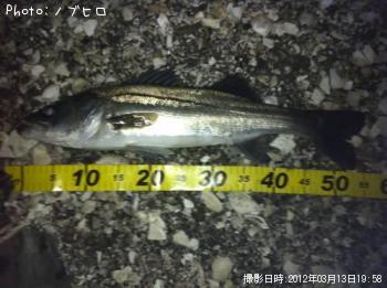 シーバス