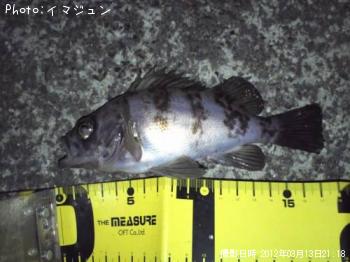 メバル