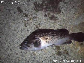 メバル