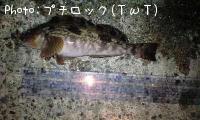 アイナメ