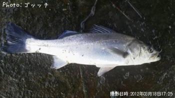 シーバス