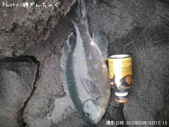 口太メジナ