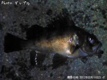 メバル
