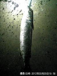ボラ