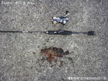 ガシラ
