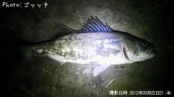 シーバス
