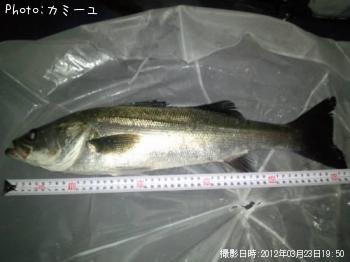 シーバス
