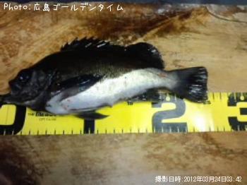 メバル