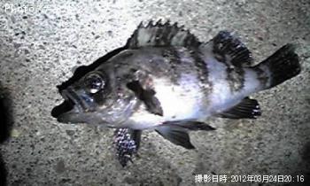 Х뷯