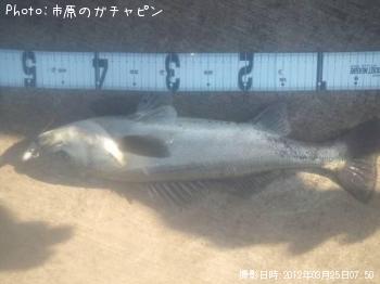 シーバス